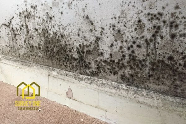 What’s the First Step to Take When You Notice Damp on a Party Wall Cambridge?